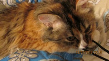 Любимая кошатинка  - IMG_0716.JPG