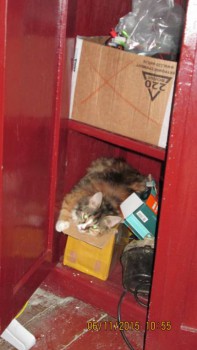 Любимая кошатинка  - IMG_0683.JPG