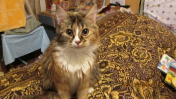 Любимая кошатинка  - IMG_0677.JPG