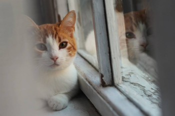 Любимая кошатинка  - UJ2vckNu0YA.jpg