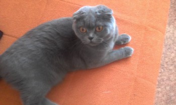 Любимая кошатинка  - 20170207_123029.jpg