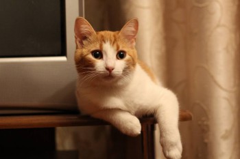 Любимая кошатинка  - IMG_6501.JPG