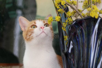 Любимая кошатинка  - IMG_9040.JPG