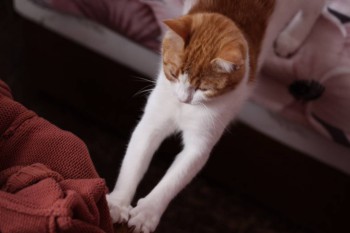 Любимая кошатинка  - IMG_9065.JPG