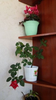 Наши цветы 2 - 20170401_160349.jpg