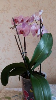 Наши цветы 2 - 20170401_160323.jpg