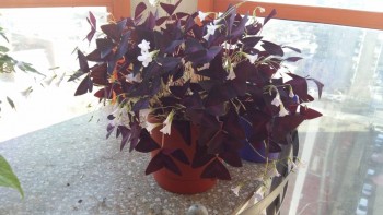 Наши цветы 2 - 20170401_160433.jpg