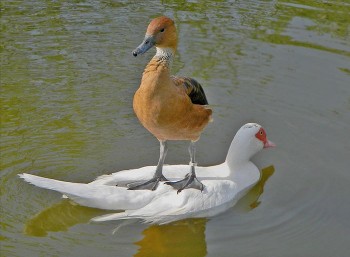 Они прекрасны и удивительны Из жизни животных. - 1.jpg