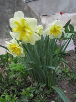 Наши цветы 2 - IMG_6250.JPG