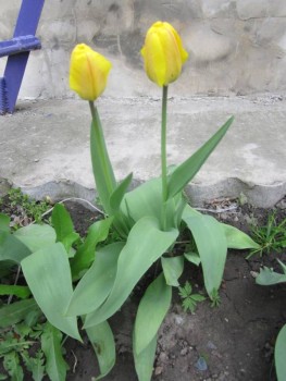 Наши цветы 2 - IMG_6248.JPG