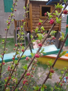 Наши цветы 2 - IMG_6252.JPG