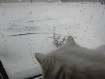 Нарциссы были вокруг можевельника