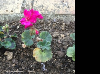 Наши цветы 2 - IMG_3376.JPG