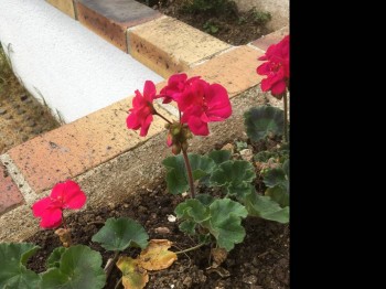 Наши цветы 2 - IMG_3377.JPG