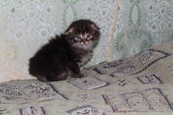 Любимая кошатинка  - IMG_1756.JPG