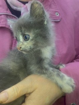 Любимая кошатинка  - 04-30.jpg