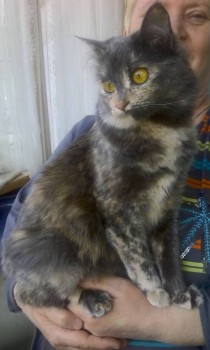 Любимая кошатинка  - 04-30-17.jpg