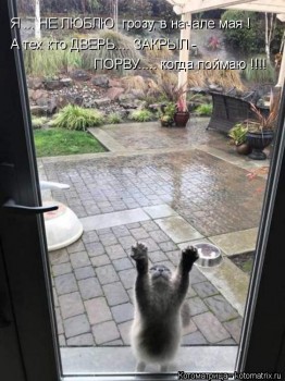 Любимая кошатинка  - kotomatritsa_6.jpg