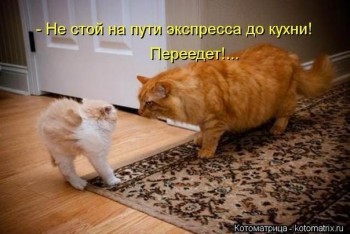 Любимая кошатинка  - kotomatritsa_p.jpg