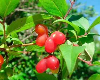 Кухонные разговоры флудим ТУТ -5 - 8980.jpg