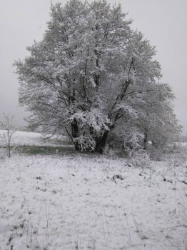 А что у нас с погодой? -6 - IMG_20170511_075203.jpg
