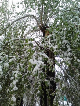 А что у нас с погодой? -6 - Lenovo_A1000_IMG_20170517_182022.jpg