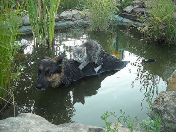 Они прекрасны и удивительны Из жизни животных. - QcrBZM7zeu0.jpg