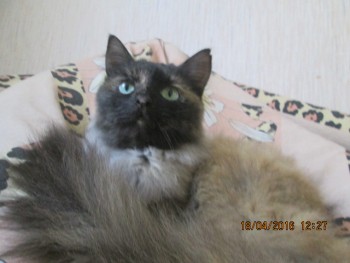 Любимая кошатинка  - IMG_2934.JPG