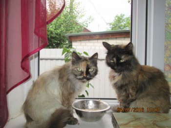 Любимая кошатинка  - IMG_3198.JPG