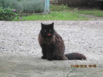 Любимая кошатинка  - IMG_3185.JPG