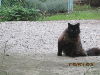 Любимая кошатинка  - IMG_3184.JPG