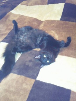 Любимая кошатинка  - IMG_20170528_234459.jpg