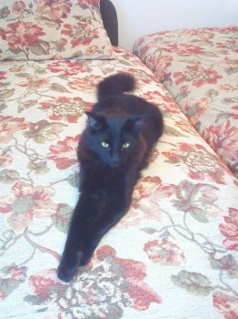 Любимая кошатинка  - IMG_20170530_112735.jpg