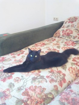 Любимая кошатинка  - IMG_20170530_112721.jpg