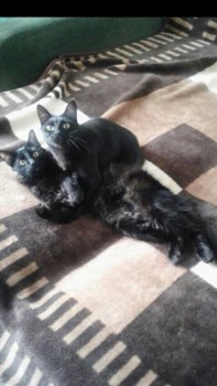 Любимая кошатинка  - AbBLr8PIKJg.jpg