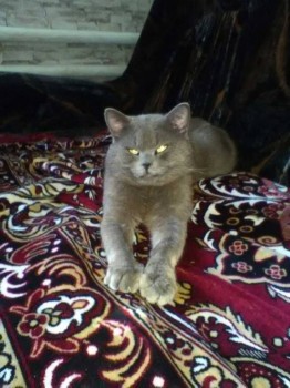 Любимая кошатинка  - image-0-02-04-7c1c160ba5e71ed2fe97007823d85b3a27ac3ea2c5ccd8f28ce77d9ba9b2fef1-V.jpg