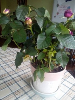 Наши цветы 2 - IMG_20170607_120946.jpg