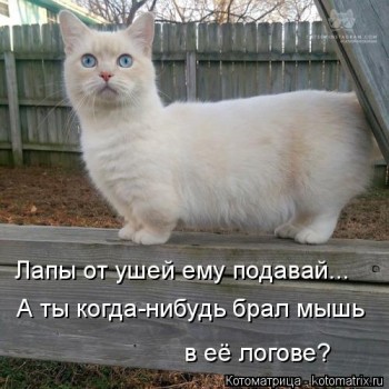 Любимая кошатинка  - kotomatritsa_gg.jpg