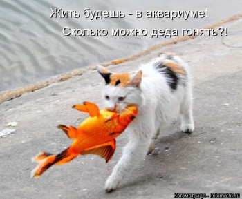 Любимая кошатинка  - kotomatritsa_jN.jpg