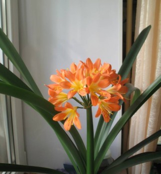 Наши цветы 2 - IMG_6644.JPG