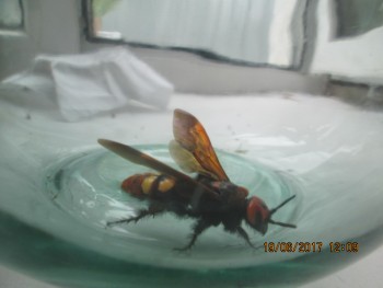 Они прекрасны и удивительны Из жизни животных. - IMG_4759.JPG