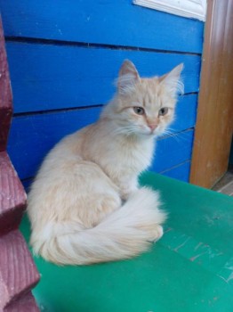 Любимая кошатинка  - IMG_20170619_192731.jpg