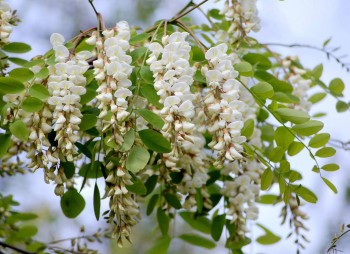 С кем или чем мы ассоциируем друг друга? - акация2.jpg