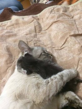 Любимая кошатинка  - image-0-02-05-bfea06d4547f86c3cb7556e43b6a2907304c3fb0f9ed9f38405bb7b56c21c03a-V.jpg