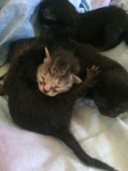 Любимая кошатинка  - IMG-7813726a7d5e33ae1707ae330fec37c2-V.jpg