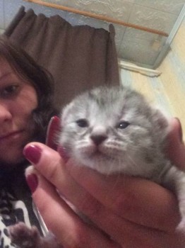 Любимая кошатинка  - image-0-02-04-4688c13cb816f1408f3b273e2806ea8f39a06a9330b24ffb8a461ea593e791b0-V.jpg