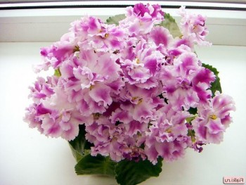 С кем или чем мы ассоциируем друг друга? - ac4e16f784cd25bcd52760aabe1008e0.jpg