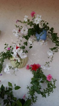 Наши цветы 2 - 20170717_194115.jpg