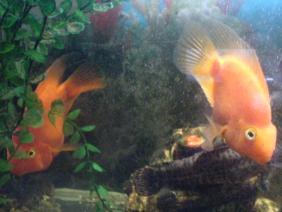 Аквариум. - DSC02692.JPG