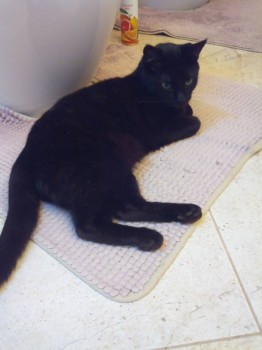 На любимом коврике.